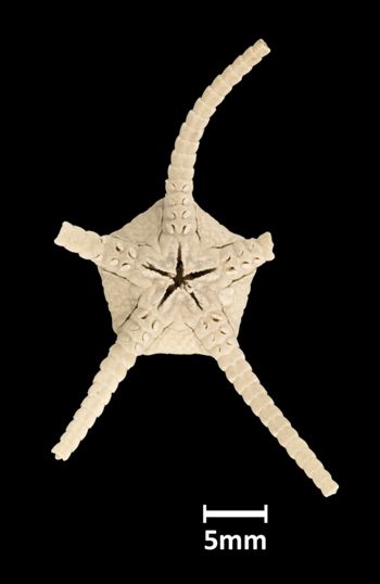 Media type: image;   Invertebrate Zoology OPH-442 Aspect: ventral